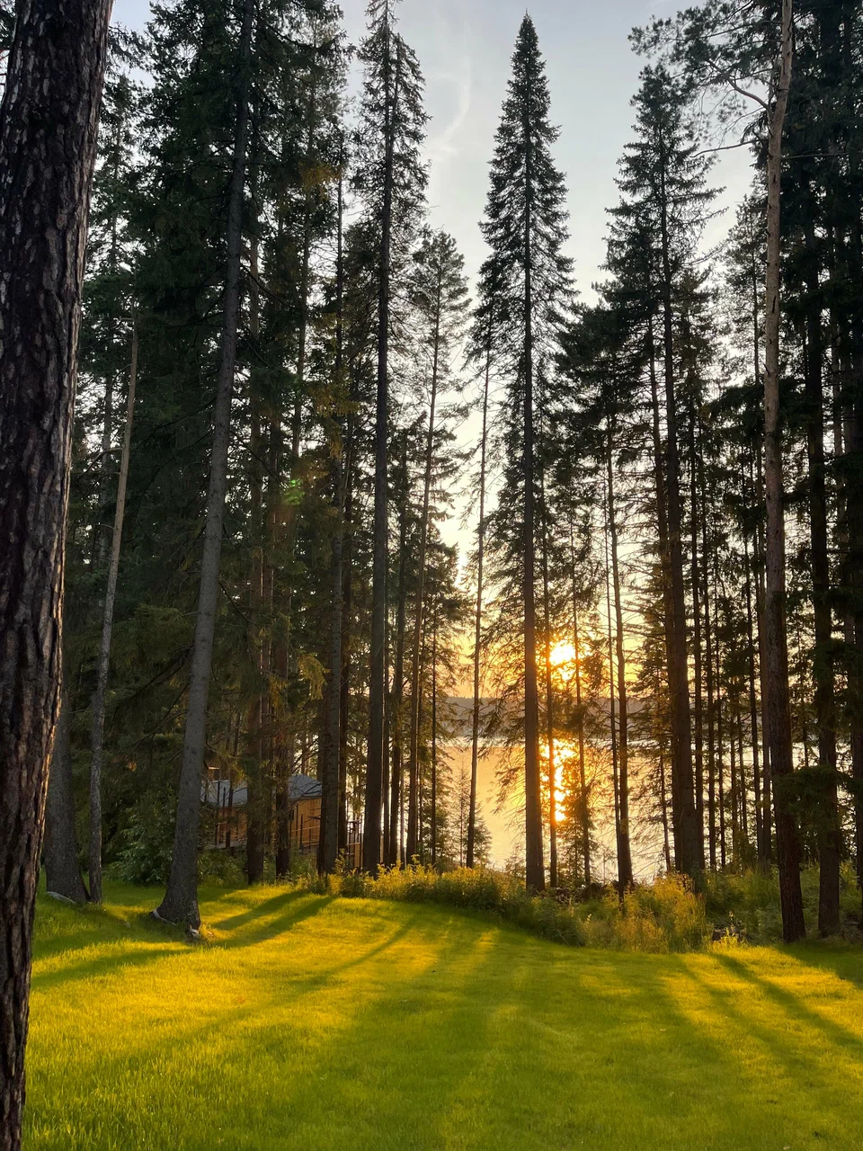 Заповедный лес